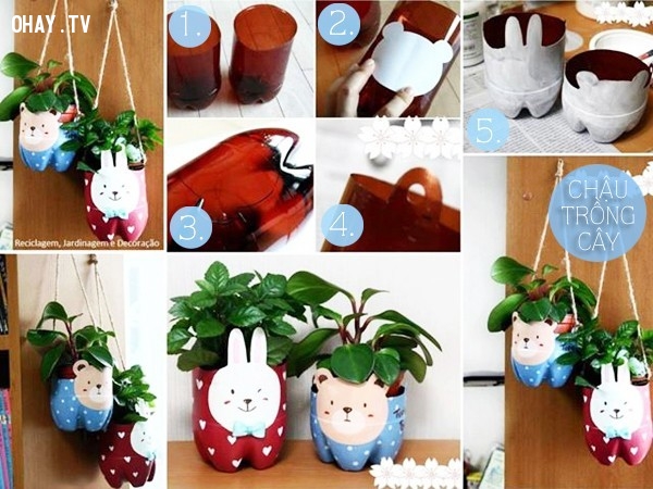 Trồng cây trang trí trong phòng