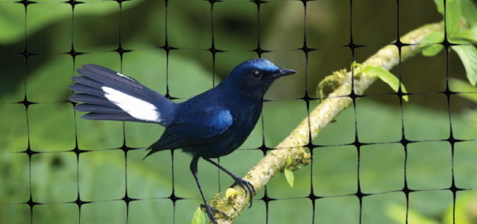 Anti- bird fencing mesh